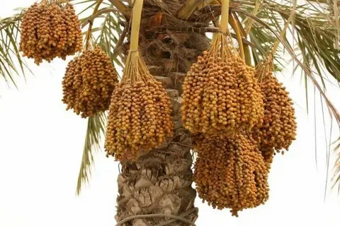 تصویر 1 از قیمت خرید پیارم بسته ای با فروش عمده